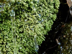 Philonotis capillaris