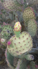Opuntia bravoana