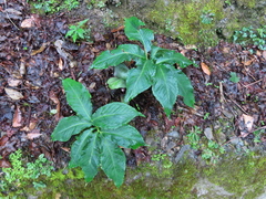 Arisaema ilanense