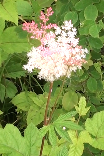 Filipendula digitata, photograph 3