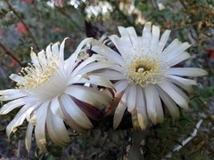 Peniocereus marianus