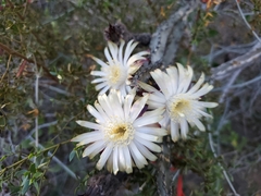 Peniocereus marianus