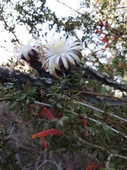 Peniocereus marianus