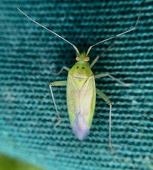 Closterotomus trivialis