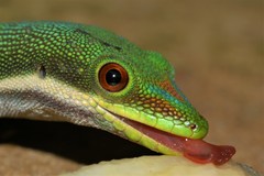 Striped Day Gecko photo 3