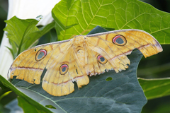 Antheraea frithi