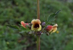 Scrophularia sambucifolia