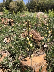 Streptanthus bernardinus