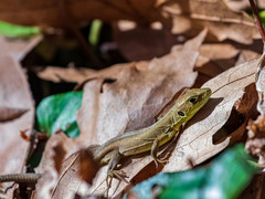 Lacerta trilineata
