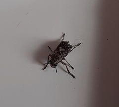 Phaenithon semigriseus