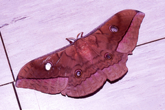 Antheraea frithi