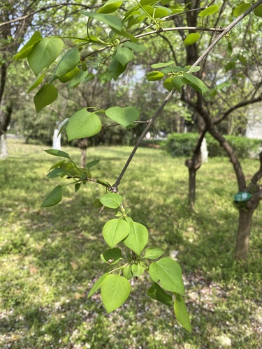 Syringa affinis