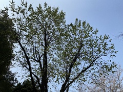 Ulmus multinervis