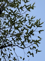 Ulmus multinervis