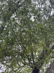 Viscum cruciatum