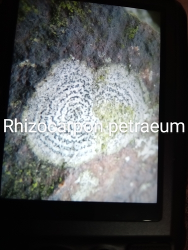 Rhizocarpon petraeum, 2021-09-26