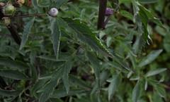 Scrophularia sambucifolia