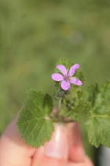 Erodium malacoides malacoides