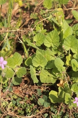 Erodium malacoides malacoides