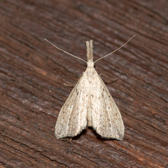 Trigonistis demonias