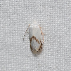 Opostegoides gephyraea