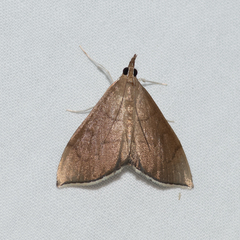 Lamprophaia albifimbrialis