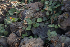 Hedera rhombea