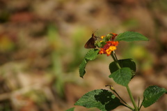 Miltomiges cinnamomea