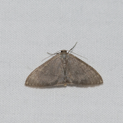 Idaea coercita