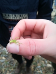 Micrommata