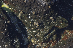 Littorina brevicula