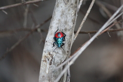 Euthyrhynchus floridanus