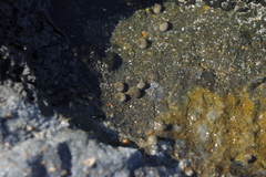 Littorina brevicula