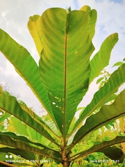 Campnosperma auriculatum