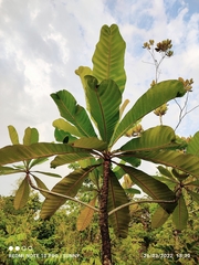 Campnosperma auriculatum