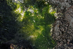 Ulva australis