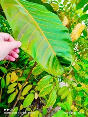 Campnosperma auriculatum