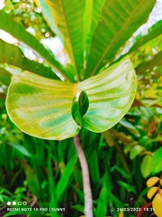 Campnosperma auriculatum