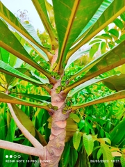 Campnosperma auriculatum