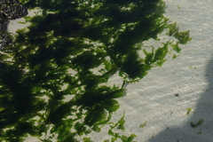 Ulva australis
