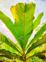 Campnosperma auriculatum