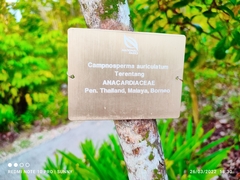 Campnosperma auriculatum