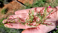 Hermannia coccocarpa