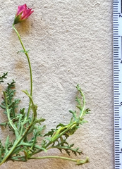 Hermannia coccocarpa