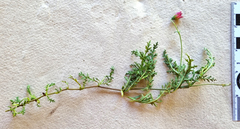 Hermannia coccocarpa