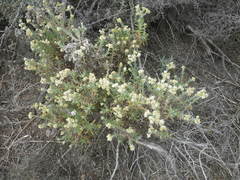 Pseudognaphalium undulatum