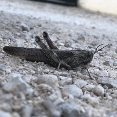 Anacridium aegyptium