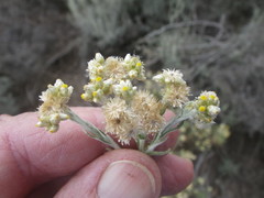 Pseudognaphalium undulatum