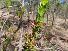 Styphelia piliflora
