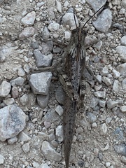Anacridium aegyptium